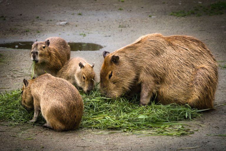 Tivnan Family Zoo at Green Hill Park — Worcester