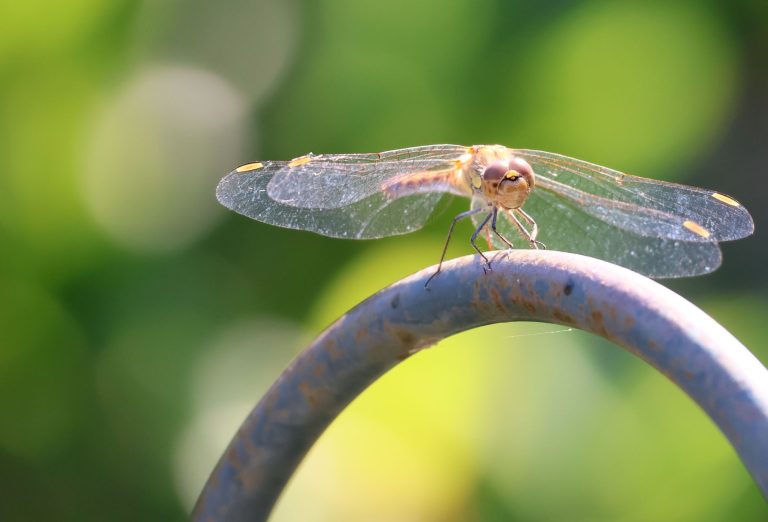 Dragonfly Yoga Studio — Green Bay