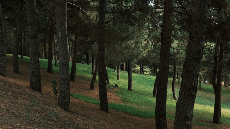 Shady Grove Park – Nature Trails and Green Space — Irving