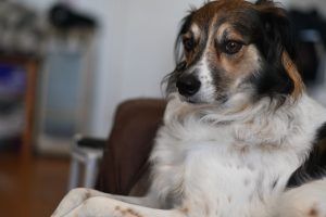 Mutts Canine Cantina Arlington — Arlington