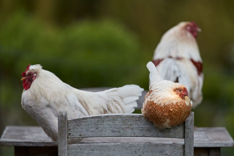 Fat Hen — Charleston