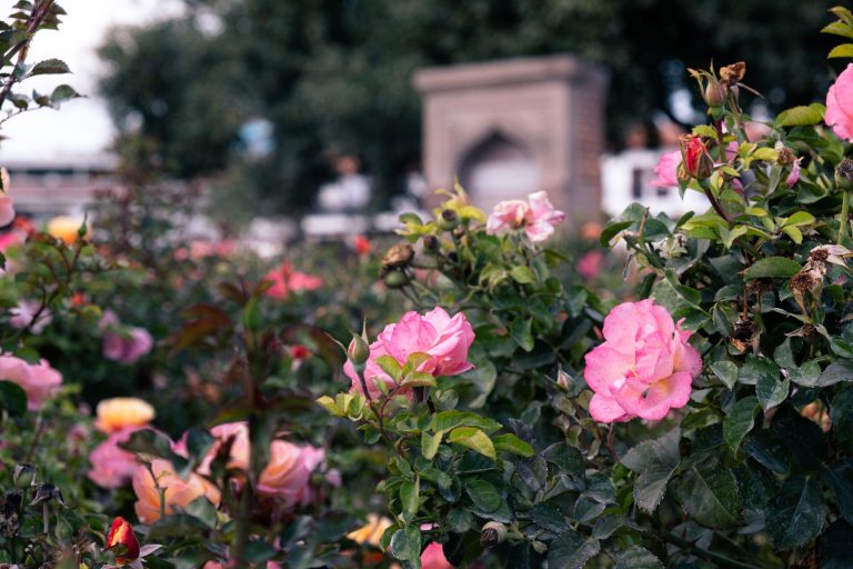 Creekmore Park Rose Garden — Fort Smith