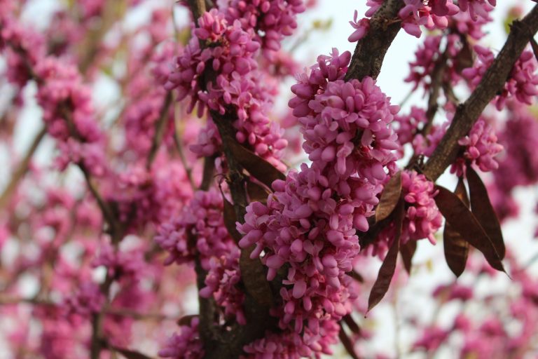 Redbud & Rye — Lubbock