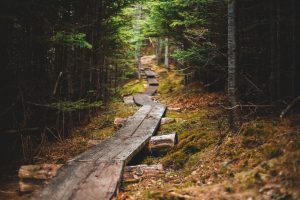 Rover's Run Trail, Far North Bicentennial Park — Anchorage
