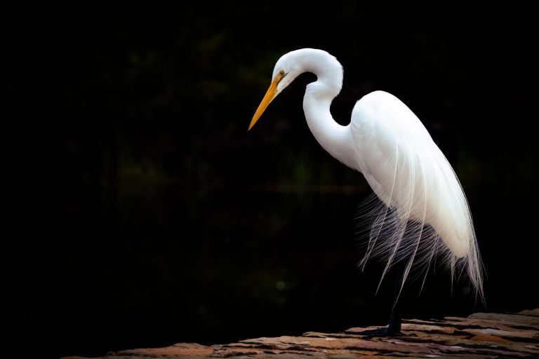 Suncoast Bird Sanctuary — St Petersburg