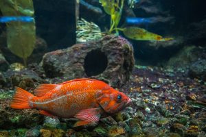 Redfish Fish House & Lounge — Boise