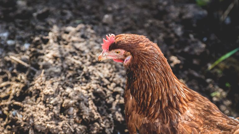 Fowl & Fodder — Cleveland