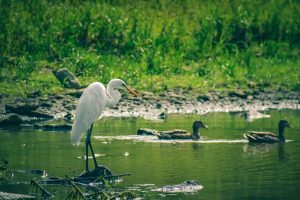 Waterbird Lake Park Denison — Denison