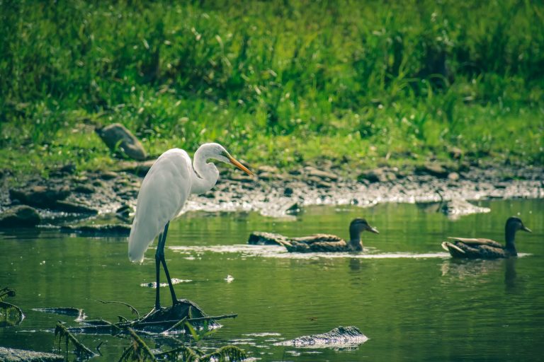 Waterbird Lake Park Denison — Denison