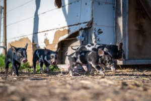 Merry Piglets Mexican Grill — Jackson Hole