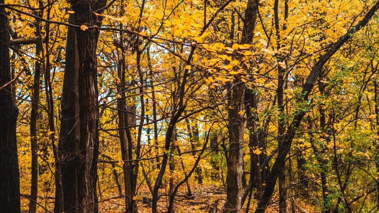 Horsethief Falls Trail — Pike National Forest — Woodland Park