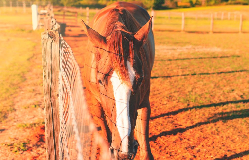 International Museum of the Horse at Kentucky Horse Park — Lexington