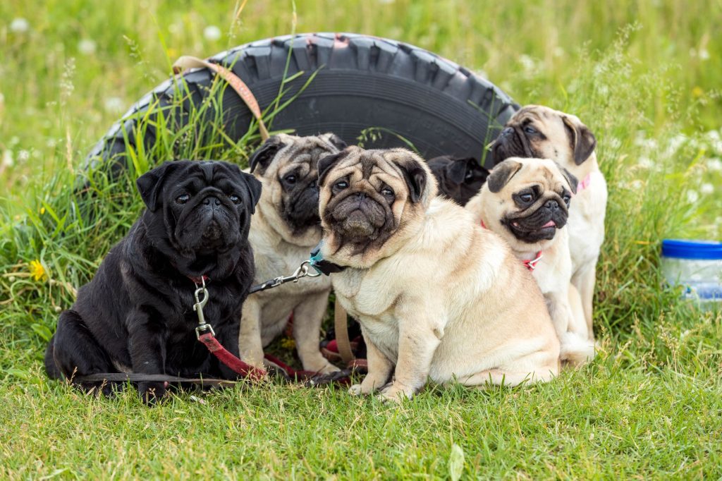 Pug Mahon's — Billings