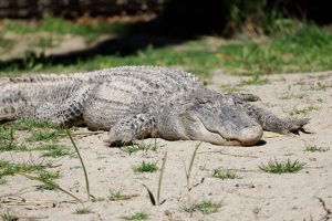 Gator Country Wildlife Park — Texarkana