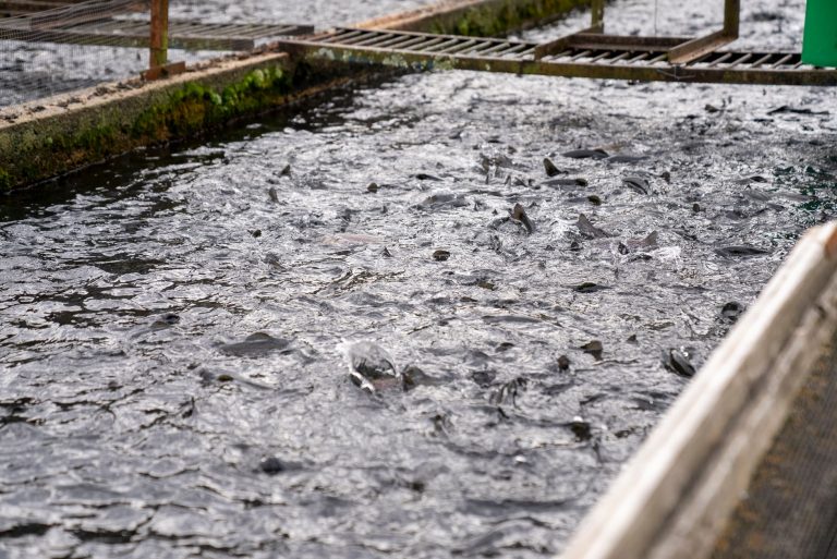 Red River Hatchery Fishing Pond — Red River