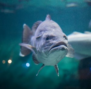 Silverton Casino Lodge – Bass Pro Shops Aquarium & Mermaid Shows — Enterprise