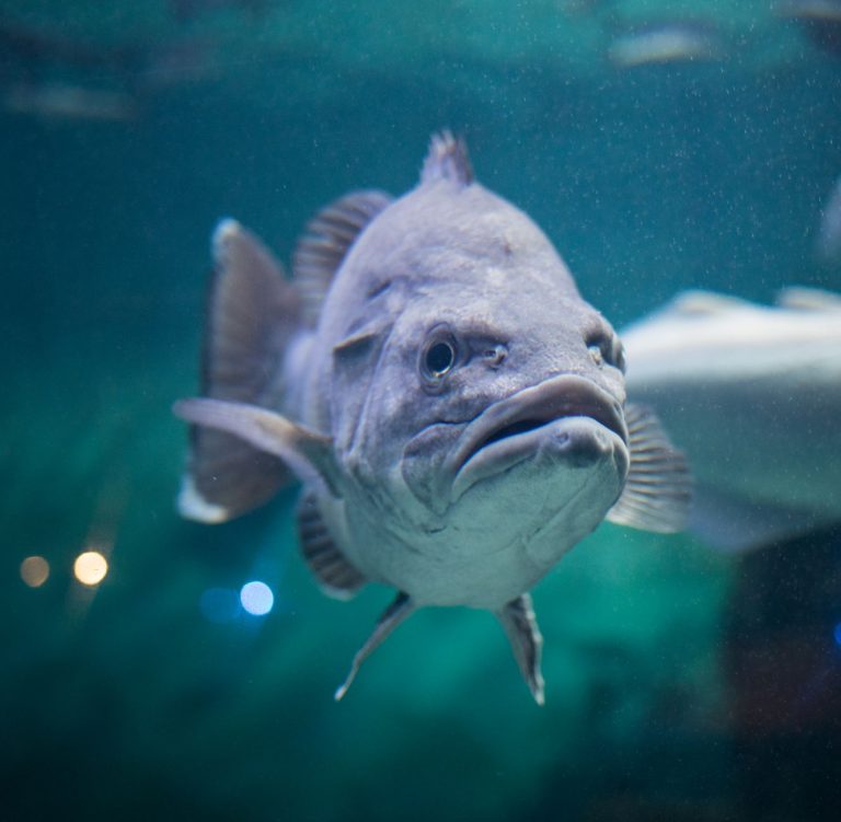 Silverton Casino Lodge – Bass Pro Shops Aquarium & Mermaid Shows — Enterprise