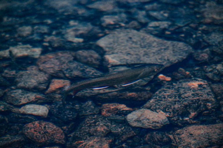 Phantom Creek Trout Park — Allentown