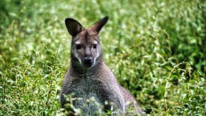 Trexler Memorial Park Animal Preserve (Muhlenberg College Wildlife Area) — Allentown