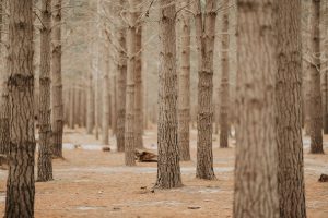 Pine Barrens Brewery — Brookhaven