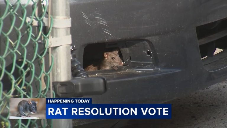 Philadelphia City Council Declares Rat Infestation A Public Health Emergency
