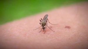 Phoenix Pediatrician Gives Parents Practical Ways To Prevent And Treat Mosquito