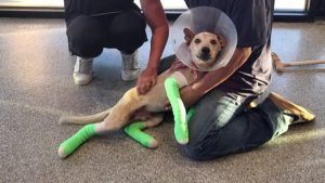 Phoenix Puppy Rescued After Being Dragged By Light Rail Train Owner Warns Others