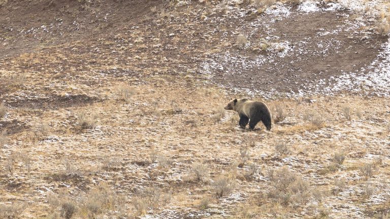 Photo Shows Yellowstone Grizzly S Distinctive Hump And Coat
