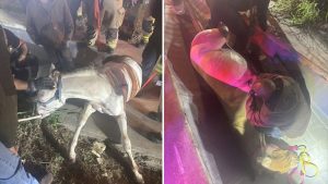 Plano Fire Rescue Saves Horse Trapped In Drainage Ditch On Highway 121