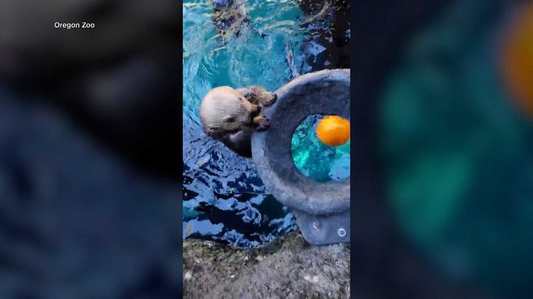 Portland Zoo S Sea Otters Celebrate Halloween With Pumpkin Dunking Tradition