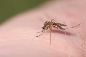 President Trump Signs Executive Order To Cut Dc Mosquito Population By 90 By 202