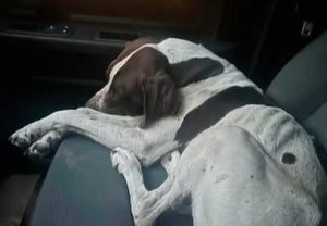 Pulaski County Resident Reunites With Missing Dog After Tracking It To Texas
