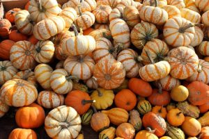 Pumpkin History And Harvest Traditions In The Chesapeake Bay Region
