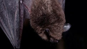 Rabies Positive Bats Found In Long Beach And Irvine Prompt Health Alerts