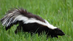 Rabies Positive Skunk Discovered In Elk City Hospital Parking Lot Officials Ask