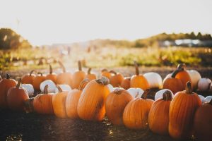 Raleigh And Wake County Offer Free Pumpkin Compost Drop Off To Reduce Landfill W