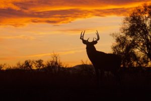 Rapid City Urges Drivers To Stay Alert For Deer As Daylight Saving Ends