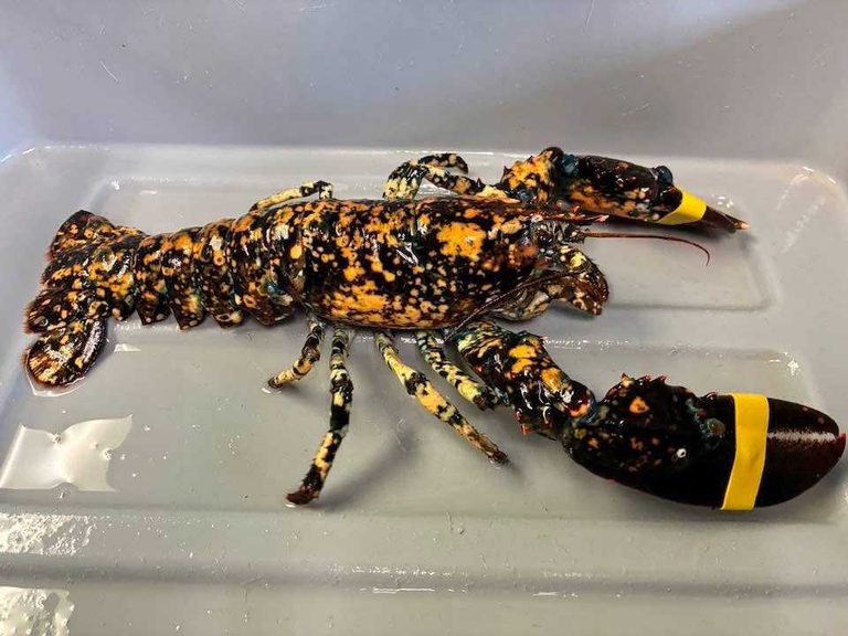 Rare Halloween Colored Calico Lobster Captured Off Plum Island Massachusetts