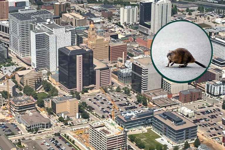 Rare Muskrat Spotted On Downtown Rochester Street In 2023