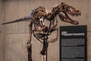 Rare Nanotyrannus Dinosaur Skeleton On Display At Sotheby S Nyc Before Auction