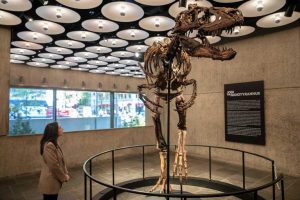 Rare Nanotyrannus Skeleton Sells For 47 3 Million At Sotheby S Auction