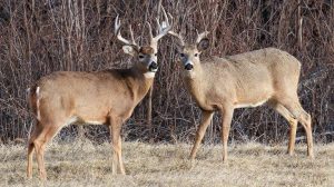 Rare Trail Cam Video Shows Buck Carrying Another Deer S Antlers