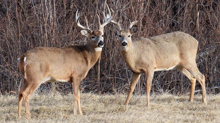 Rare Trail Cam Video Shows Buck Carrying Another Deer S Antlers