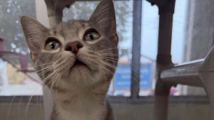 Reading Community Rallies As Mspca Angell Cares For 84 Rescued Cats