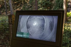 Red Wolves From Durham Museum To Relocate To New York Conservation Center