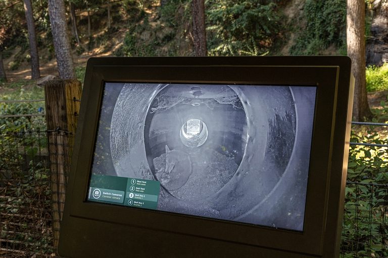 Red Wolves From Durham Museum To Relocate To New York Conservation Center