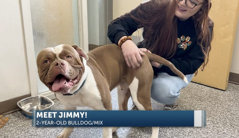 Redmond Animal Center Seeks Forever Home For Jimmy The Couch Potato Pup