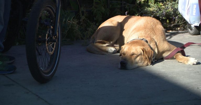 Reno Homeless Keep Dogs Despite Soaring Rent And Shelter Crowding