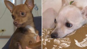 Rescued Chihuahuas In Wake County Begin Recovery After Animal Cruelty Raid