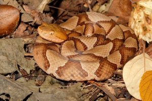 Resident Warns Neighbors After Copperhead Spotted In Alabama Backyard